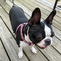 Daisy - a Boston Terrier puppy