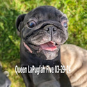 Queen LaPugfah - a Pug puppy