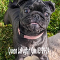 Queen LaPugfah - a Pug puppy