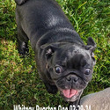 Whitney Pugston - a Pug puppy