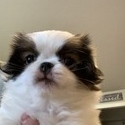 Katy - a Japanese Chin puppy