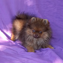 Chocolate Baby - a Pomeranian puppy
