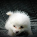 Female #2 - a American Eskimo Dog puppy