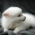 Female #3 - a American Eskimo Dog puppy