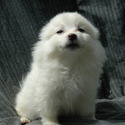 Female #3 - a American Eskimo Dog puppy