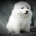 Female #4 - a American Eskimo Dog puppy
