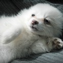 Female #5 - a American Eskimo Dog puppy