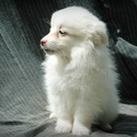Female #5 - a American Eskimo Dog puppy