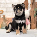 Tailwag Shiba Inu Breeder owned by Tailwag Shiba Inu Breeder