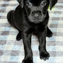 AKC (MH) Bloodline Lab Puppies! - a Labrador Retriever puppy