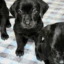 AKC (MH) Bloodline Lab Puppies! - a Labrador Retriever puppy