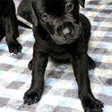 AKC (MH) Bloodline Lab Puppies! - a Labrador Retriever puppy