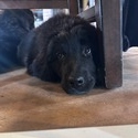 Wolf Creek Newfoundlands owned by Wolf Creek Newfoundlands