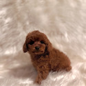 Poodle for sale