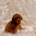 Boo Bear - a Poodle puppy
