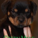 Rottweiler for sale