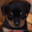 Rottweiler for sale