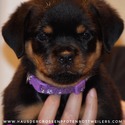 Rottweiler for sale