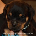 Rottweiler for sale
