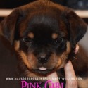 Rottweiler for sale