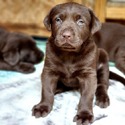 Labrador Retriever for sale