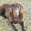 AKC Champion Bloodline Labrador Retriever Puppy! - a Labrador Retriever puppy