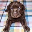 Labrador Retriever for sale