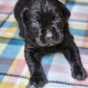 AKC Master Hunter Bloodline Labrador Retriever Puppies! - a Labrador Retriever puppy