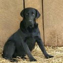 AKC Master Hunter Bloodline Labrador Retriever Puppies! - a Labrador Retriever puppy