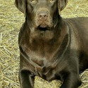 AKC Master Hunter Bloodline Labrador Retriever Puppies! - a Labrador Retriever puppy
