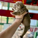 Nera's Fawn w/stripe - a Bulldog puppy