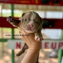 Nera's Fawn w/stripe - a Bulldog puppy