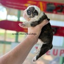 nera's brindle girl - a Bulldog puppy