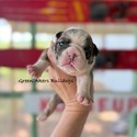nera's brindle girl - a Bulldog puppy