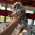 Bulldog for sale