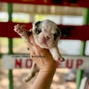 nera's black merle girl - a Bulldog puppy
