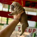Bulldog for sale