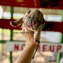 nera's blue fawn girl - a Bulldog puppy