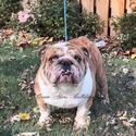 nera's blue fawn girl - a Bulldog puppy