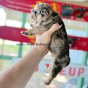 Bulldog for sale