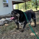 nera's choc tweed merle - a Bulldog puppy