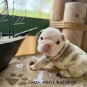 Bulldog for sale