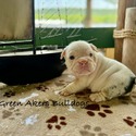 Bulldog for sale