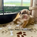 Bulldog for sale