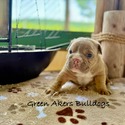 Bulldog for sale