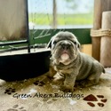 Bulldog for sale