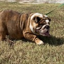 myrtle's blue tri suite - a Bulldog puppy