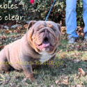 myrtle's blue tri suite - a Bulldog puppy