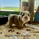 Bulldog for sale