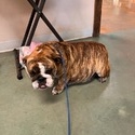 Poppys blue fawn PET ONLY - a Bulldog puppy